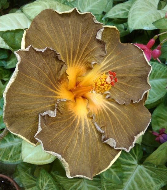  - Hibiscus Black Jack