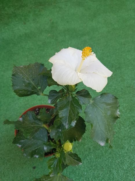  - 1-2 HIBISCUS