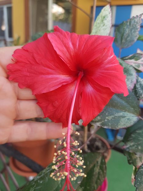  - 1-2 HIBISCUS