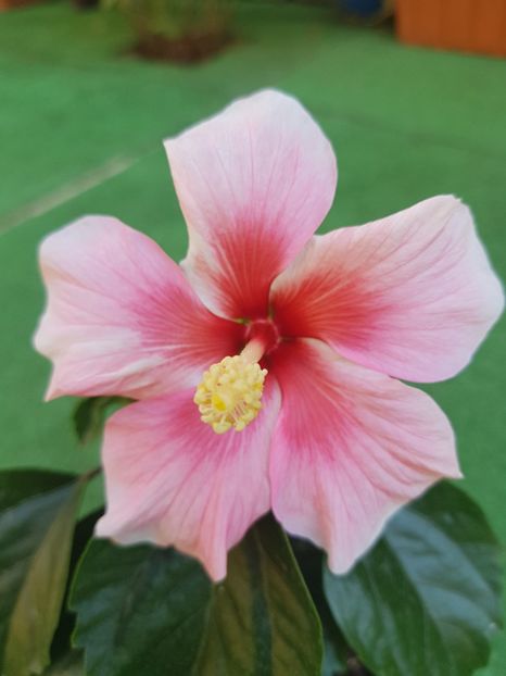 Pink Dream - 1-2 HIBISCUS