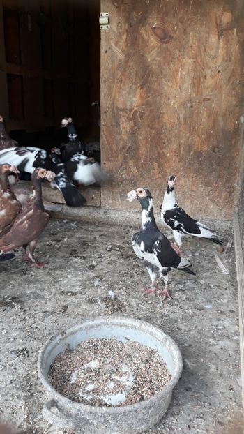  - CARIERI -VOIAJORI GERMANI DE VANZARE 2018