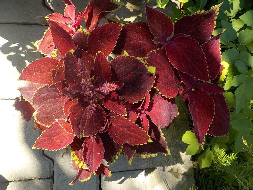  - coleus