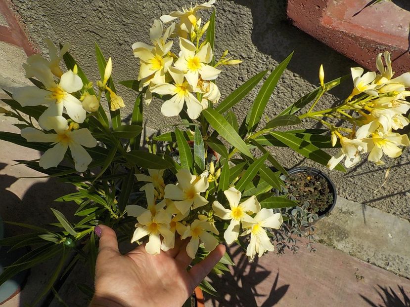  - maria gambeta nr 25