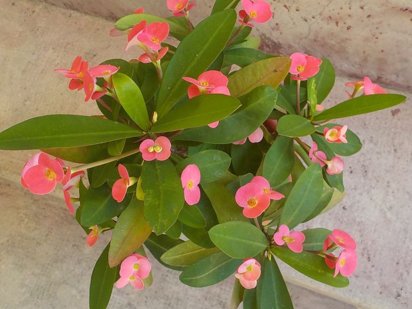  - euphorbia milli