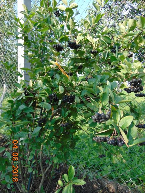 Aronia 2018 - ARONIA - scorus negru