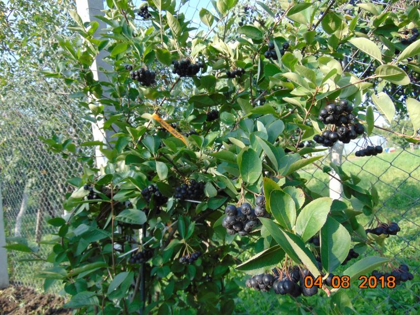  - ARONIA - scorus negru