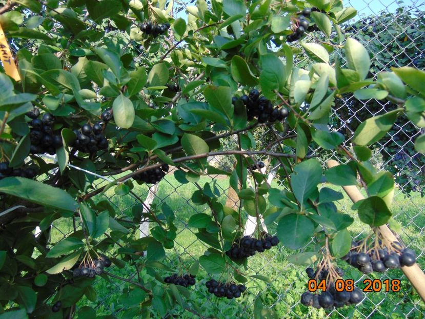  - ARONIA - scorus negru