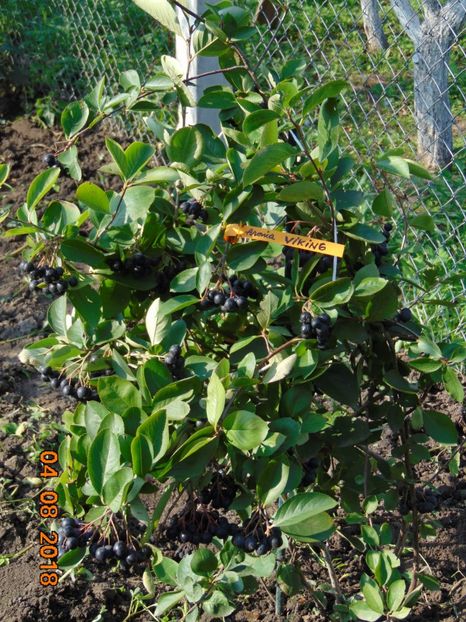  - ARONIA - scorus negru