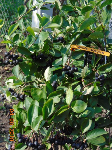  - ARONIA - scorus negru