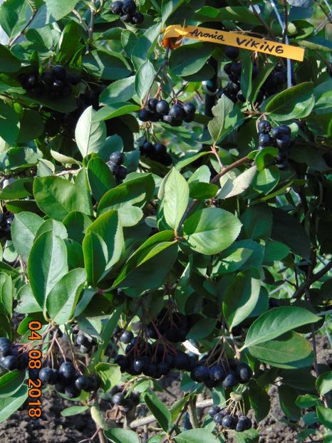  - ARONIA - scorus negru