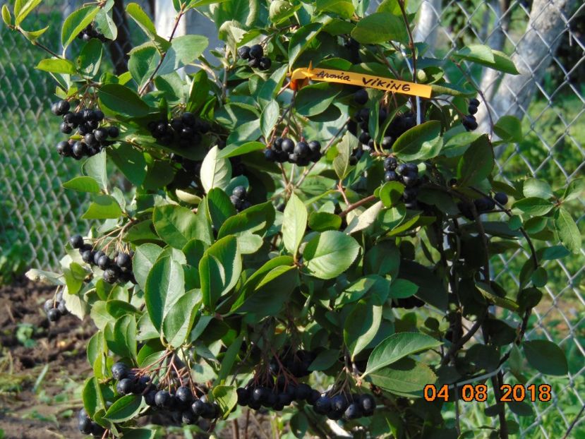  - ARONIA - scorus negru