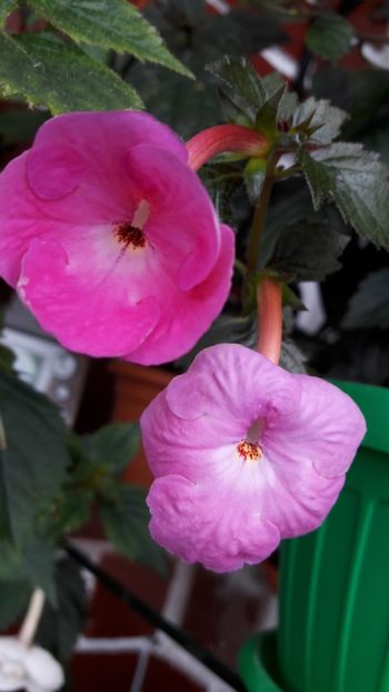  - Wetterlow s Triumph