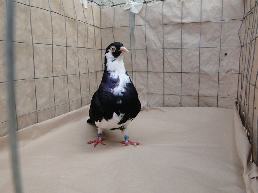M 2018_4554 - porumbei care mi-au apartinut