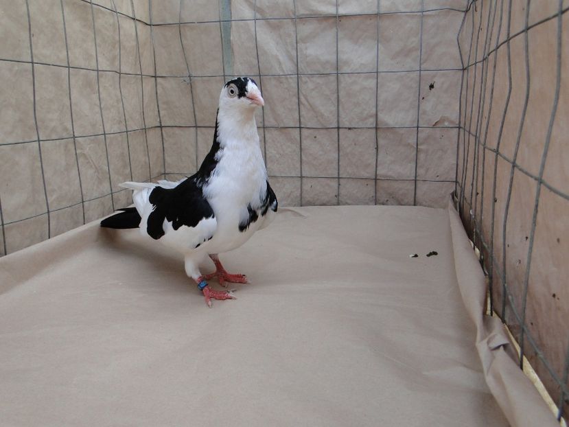M 2018_4555 cazator - porumbei care mi-au apartinut