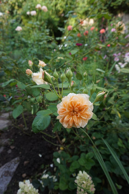  - August 2018