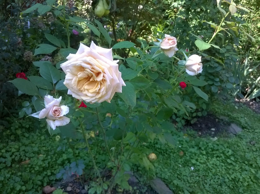  - August 2018