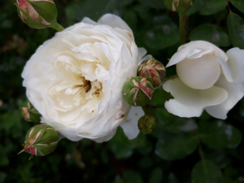  - GLAMIS CASTLE David Austin 3