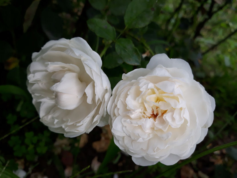  - GLAMIS CASTLE David Austin 3