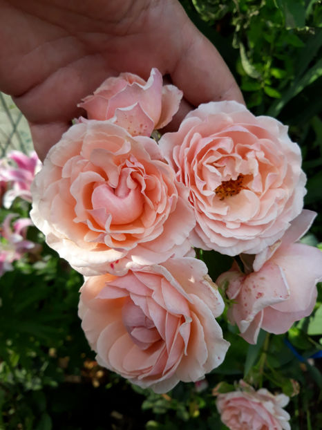  - LOUISE DE MARILLAC Massad 3