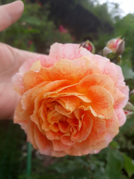  - JEF L ARTISTE Massad 3