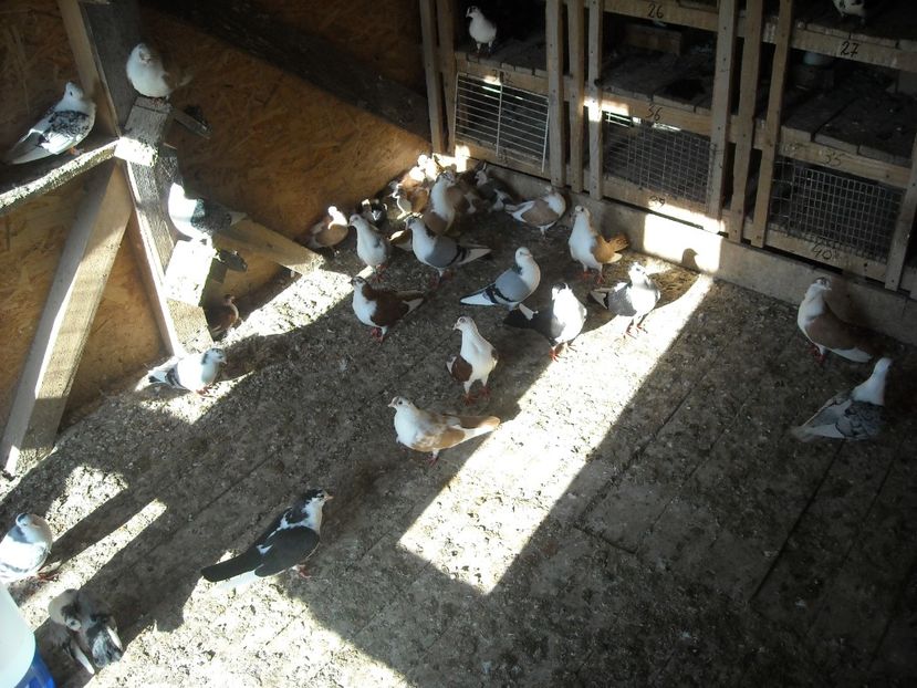  - DE PRIN PORUMBARIE