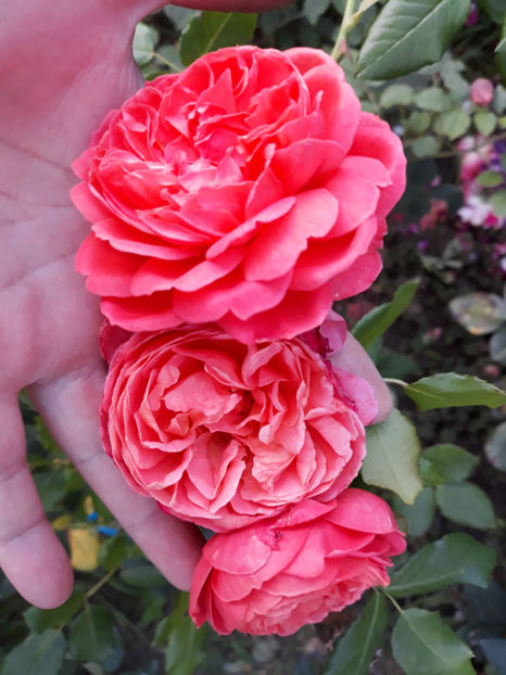  - SUMMER SONG David Austin 3