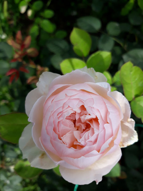  - GENTLE HERMIONE David Austin 3