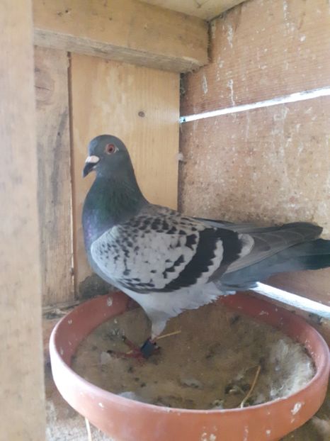 Femela 2017 maraton extrem tineret - porumbei mei