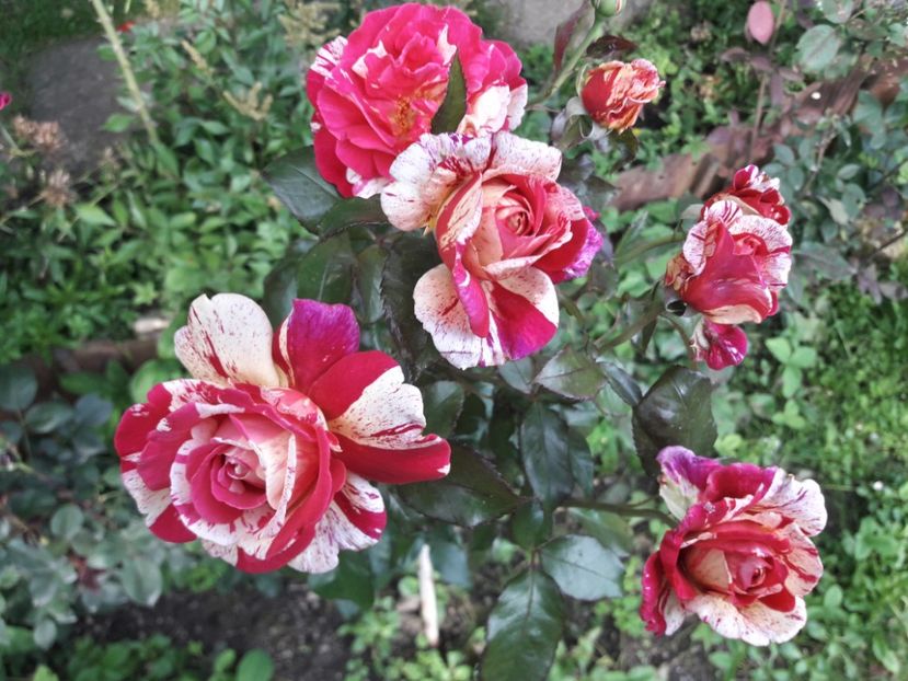  - TRANDAFIRI IULIE 2018