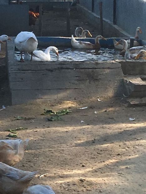 si daca tot suntem la tara testam jacuzzi saxonelor - GASTE EMBDEN