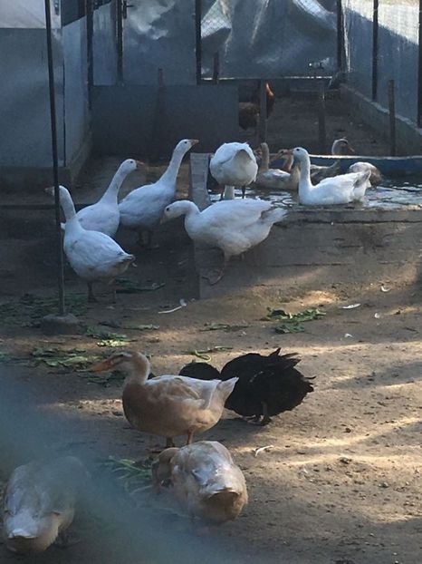 Wsi daca tot suntem la tara testam jacuzzi saxonelor - GASTE EMBDEN