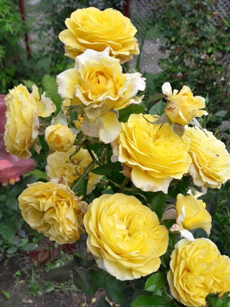  - TRANDAFIRI IULIE 2018