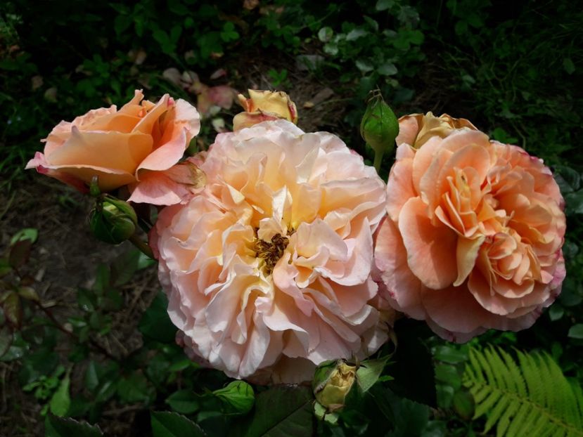  - TRANDAFIRI IULIE 2018