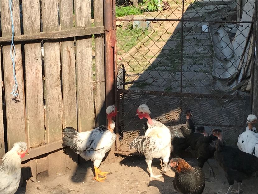 639898C3-5497-45B7-B3A2-EE717F6824F9 - Puisori 2018