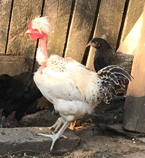 0F0F9A05-9439-4E35-BF76-F148B4370BE9 - Puisori 2018