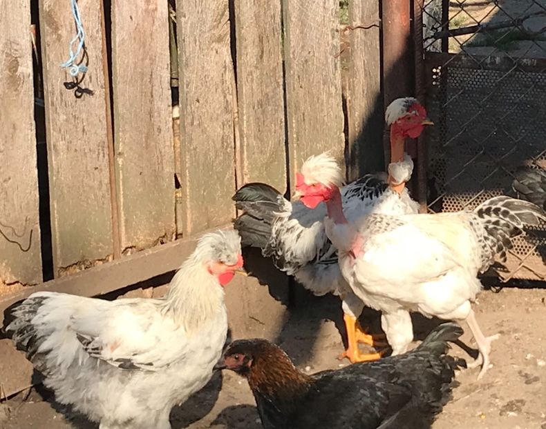 0450DF38-51EE-4C67-BBBF-82ACEE871DDC - Puisori 2018