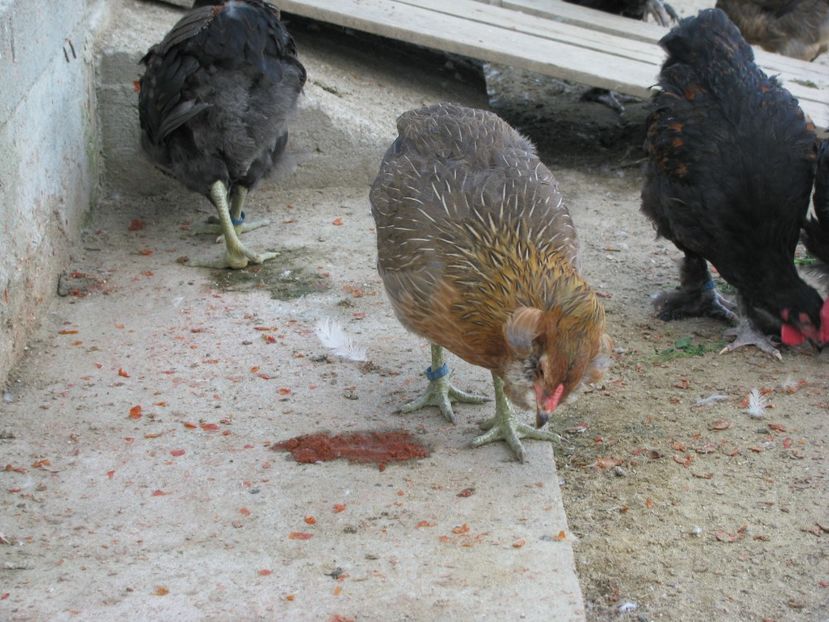  - TINERET MARANS ARAMIU 2018