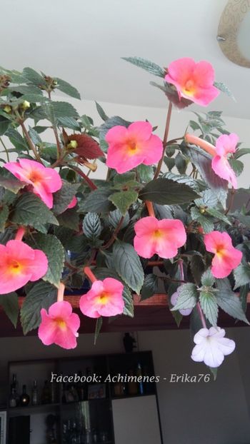 2018 - Peach Cascade