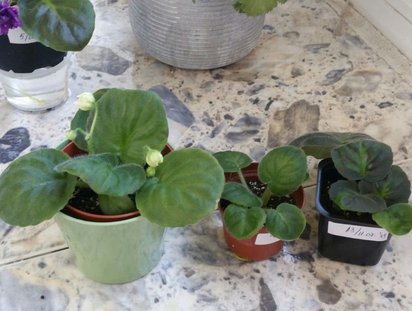 20180805_182238-1 - NOID 13