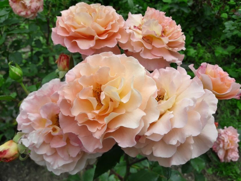  - TRANDAFIRI IULIE 2018