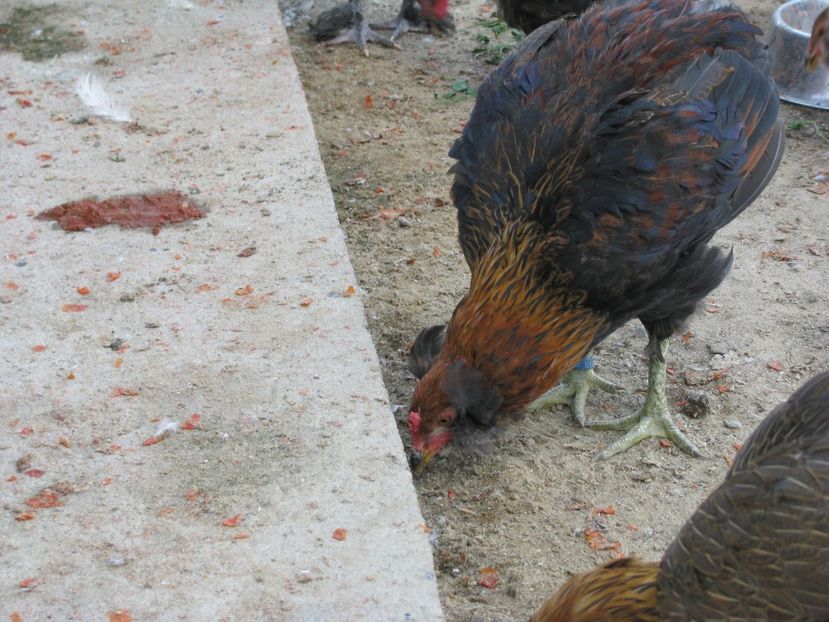  - TINERET ARAUCANA GIT AURIU 2018