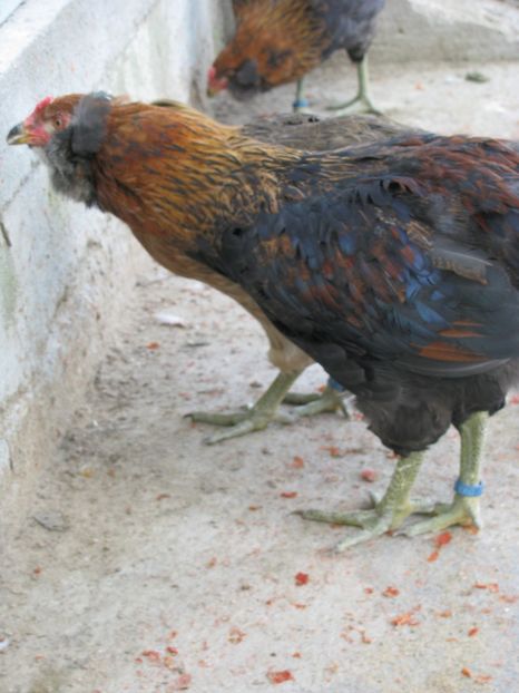  - TINERET ARAUCANA GIT AURIU 2018
