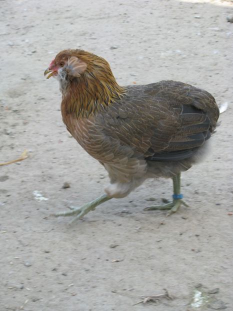  - TINERET ARAUCANA GIT AURIU 2018