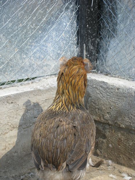  - TINERET ARAUCANA GIT AURIU 2018