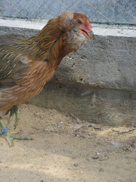  - TINERET ARAUCANA GIT AURIU 2018