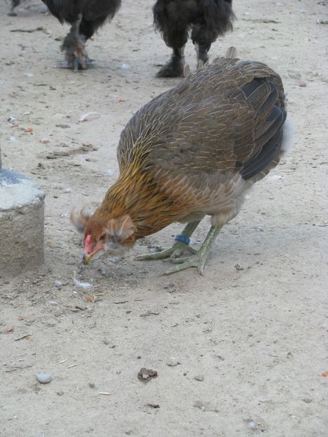  - TINERET ARAUCANA GIT AURIU 2018