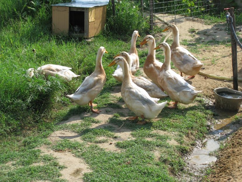  - TINERET SAXONE 2018