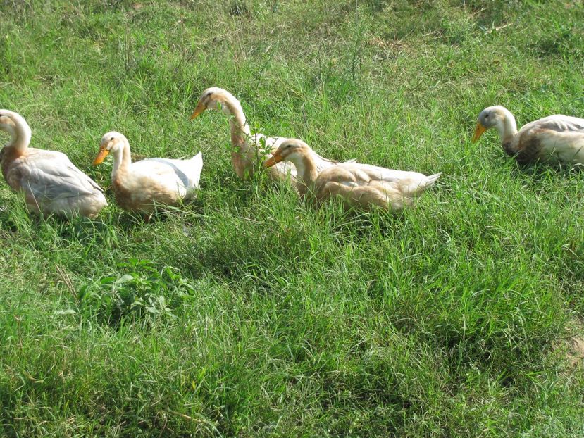  - TINERET SAXONE 2018