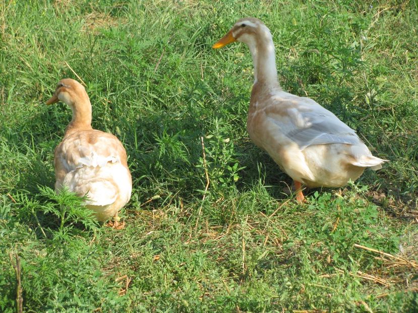  - TINERET SAXONE 2018