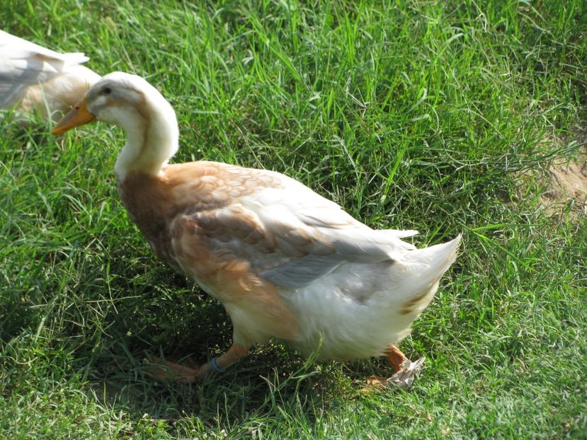  - TINERET SAXONE 2018